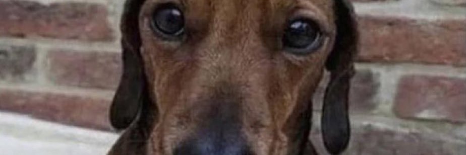 Hunter Sanders banner