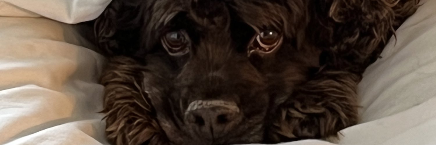 BulucuHalil's profile banner image