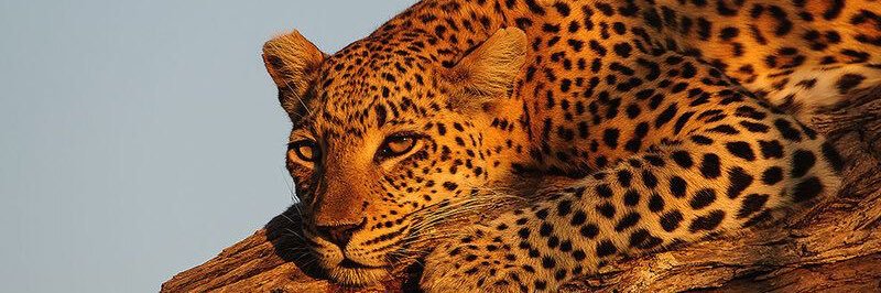 m🐆 banner