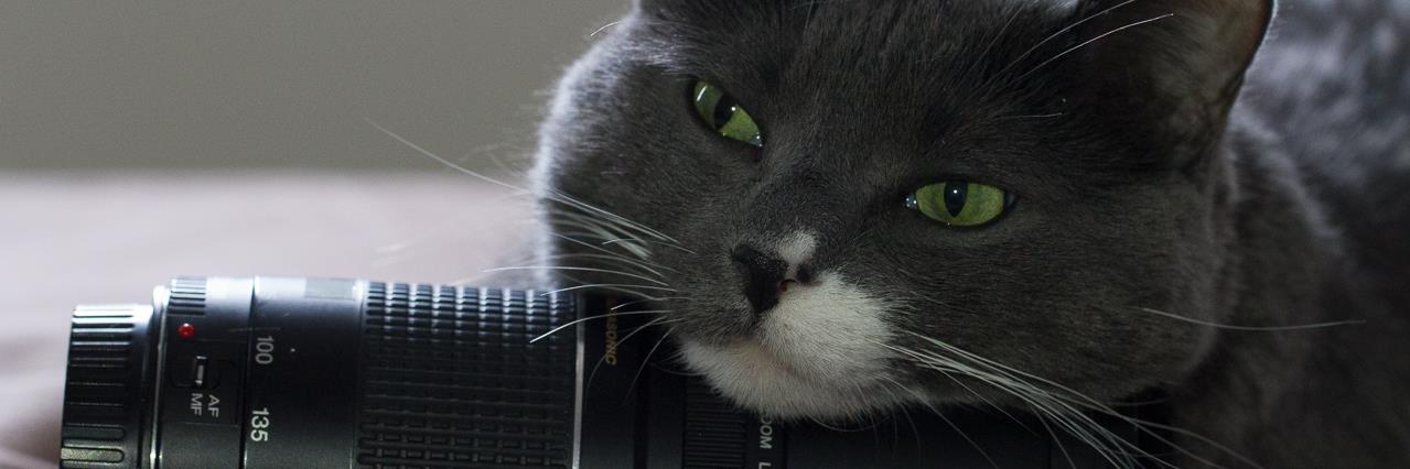 CatsCompanion's profile banner image