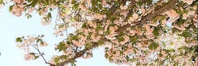 wamitadayo's profile banner image