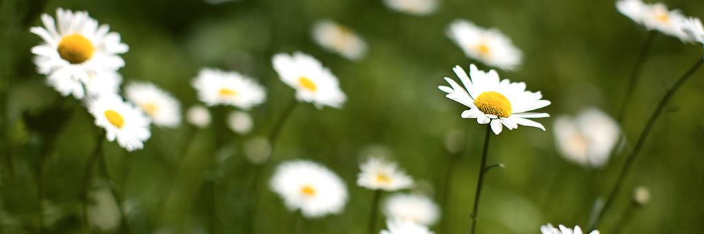 Irish_Miel's profile banner image