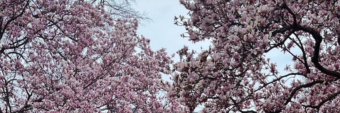 Avaelle_x's profile banner image