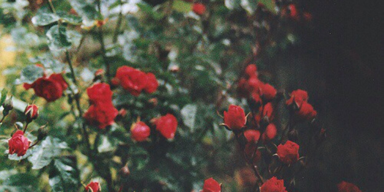 blindvorliebe's profile banner image