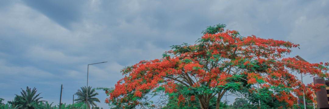 Lord_Fourth 💧 | $XAGE banner