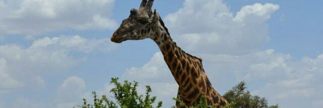 Iris de Hoogh banner