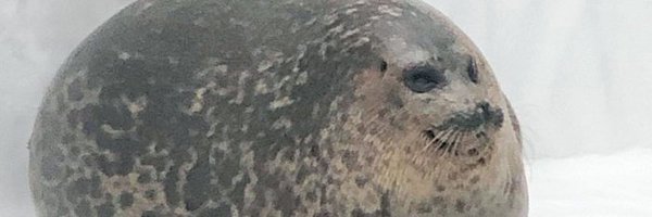 _Aldael_ Profile Banner