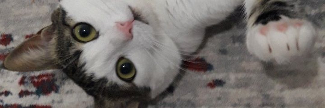 Busraallkr's profile banner image