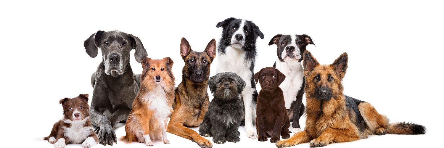 Canine Genetic Testing banner