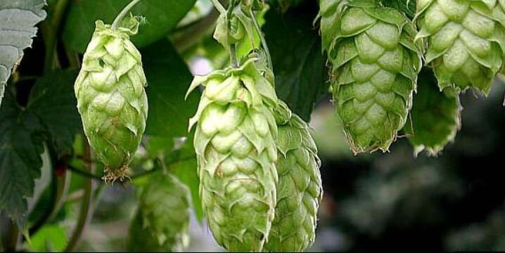 CRBrewCo's profile banner image