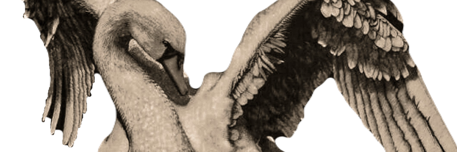 ᅟᅟ ᅟ ‍ᅟᅟ 𝓣𝑯𝑬 ᅟᅟ ᅟ ‍ᅟᅟ𝑺𝓦𝑨𝑵 . banner