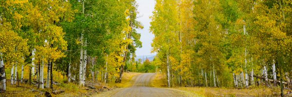 redbeard Profile Banner