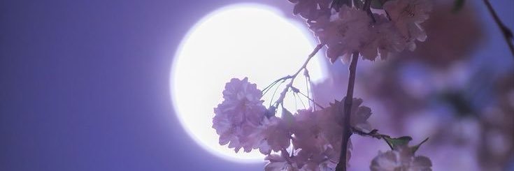 Minami banner
