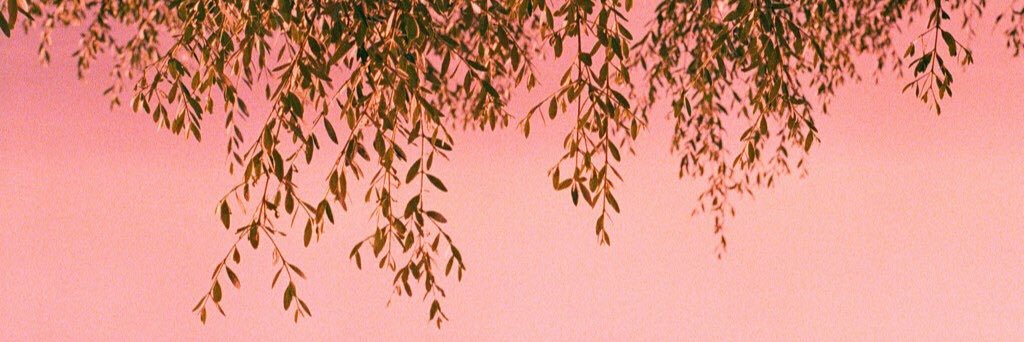mango banner
