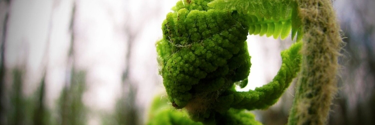 lowso's profile banner image