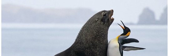 Perro_Pablo's profile banner image