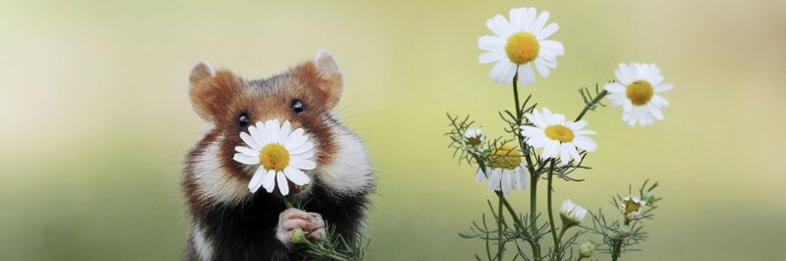 Carmin I. Lopez banner