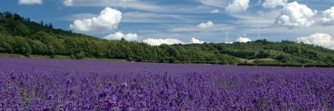 lavender banner