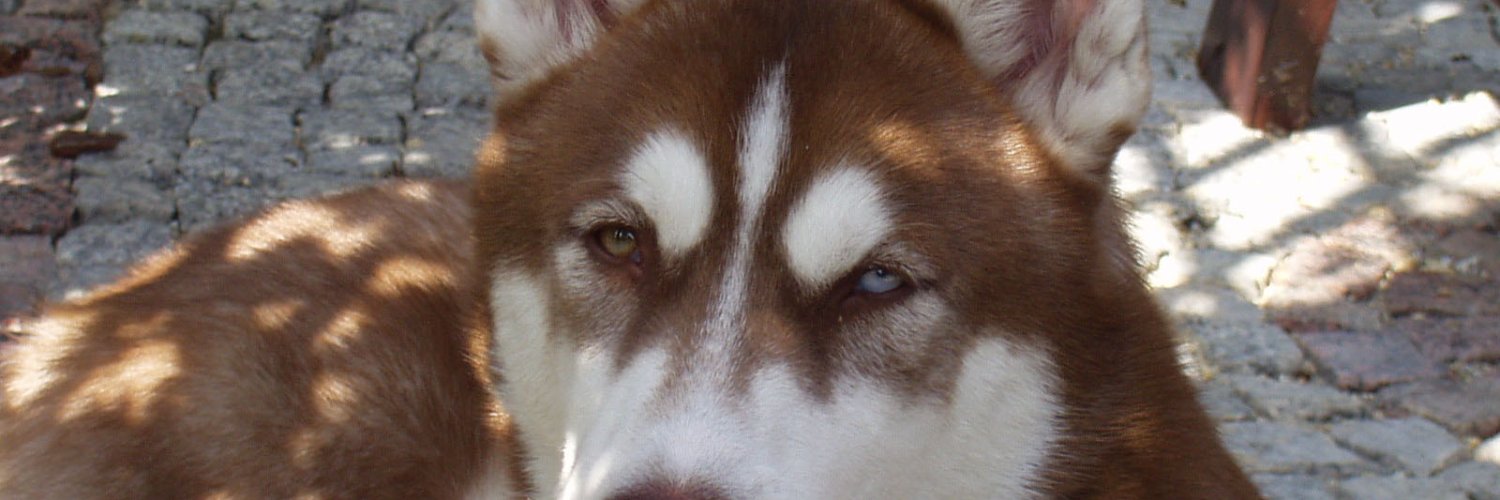 MPachonski's profile banner image