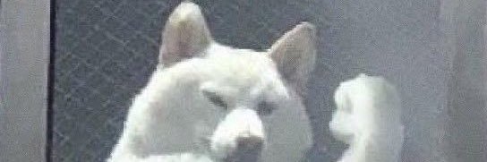 わんたらう banner