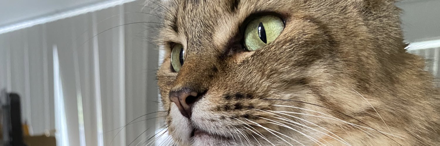 catmisyle's profile banner image