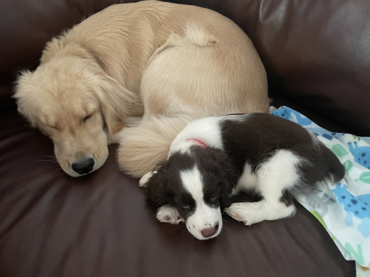 Based Baker 🇺🇸🇺🇸 banner