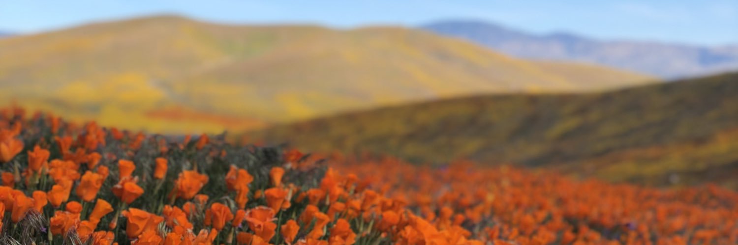 deborahjoym's profile banner image