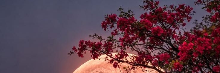 منى العتيبي banner