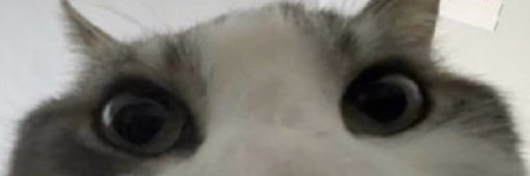 poison 🐰🍉 banner