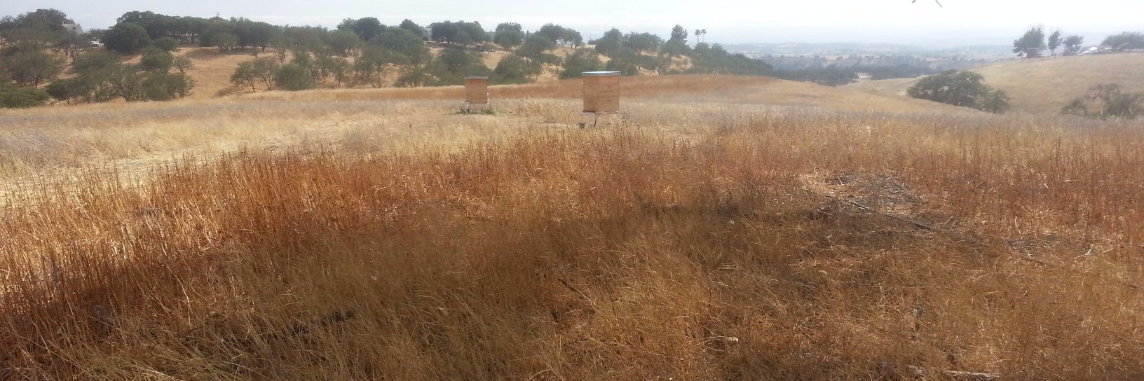 Connor Kingman banner