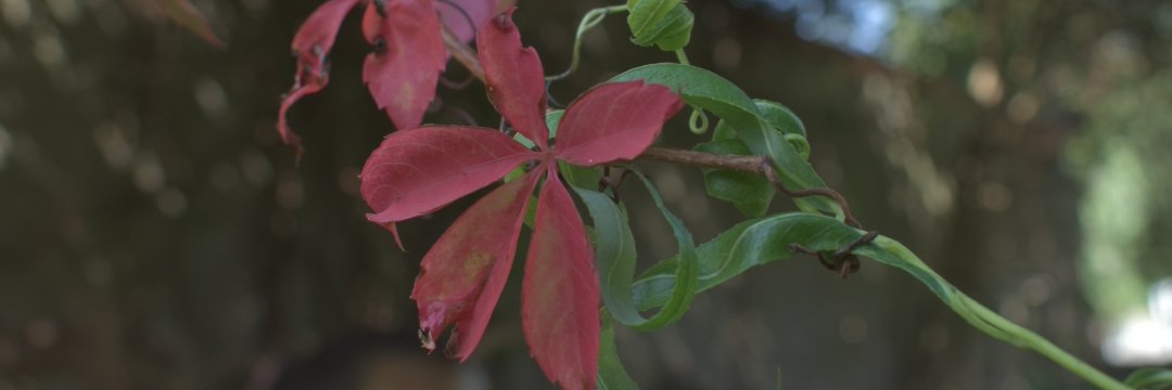 majorusso_'s profile banner image