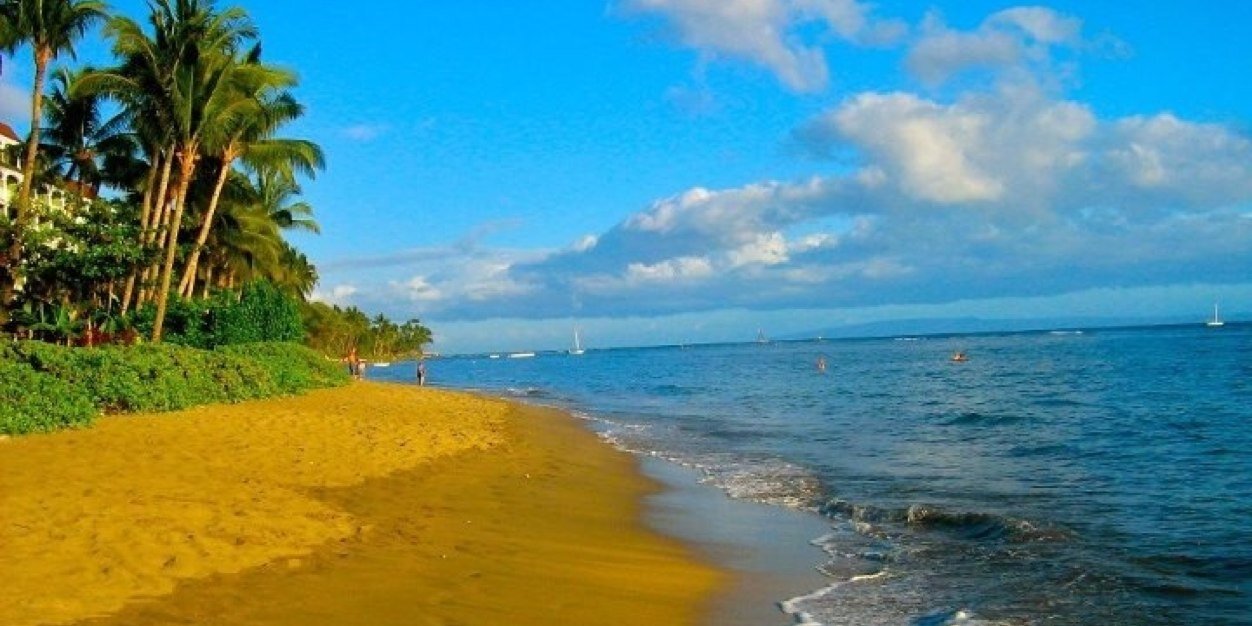 Adam Callegari banner