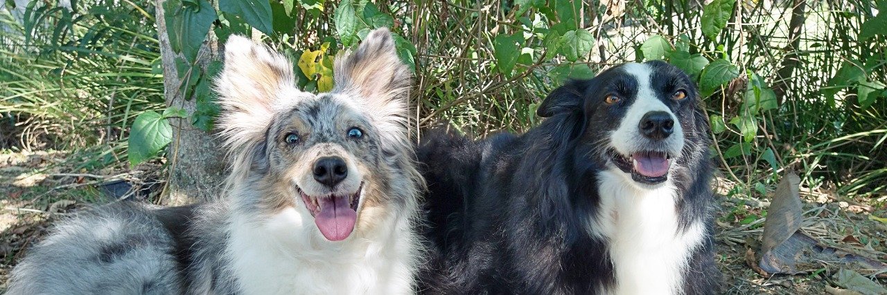 cogumelonft banner