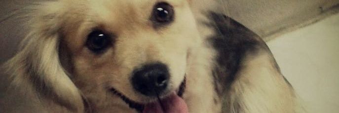 Luuliir's profile banner image