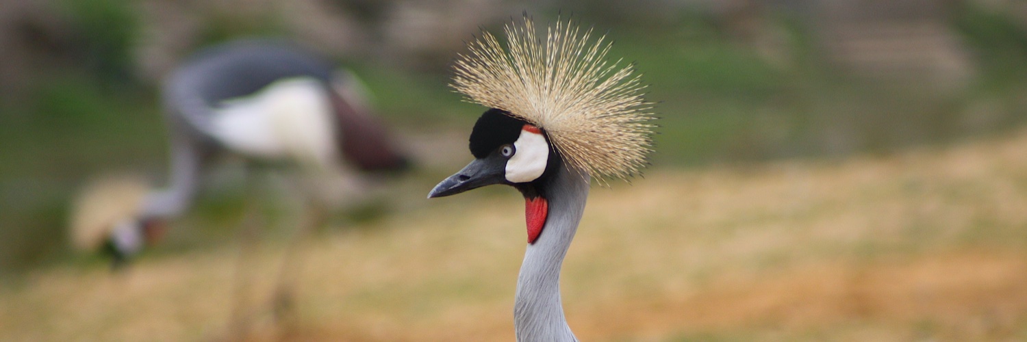 kbuea's profile banner image