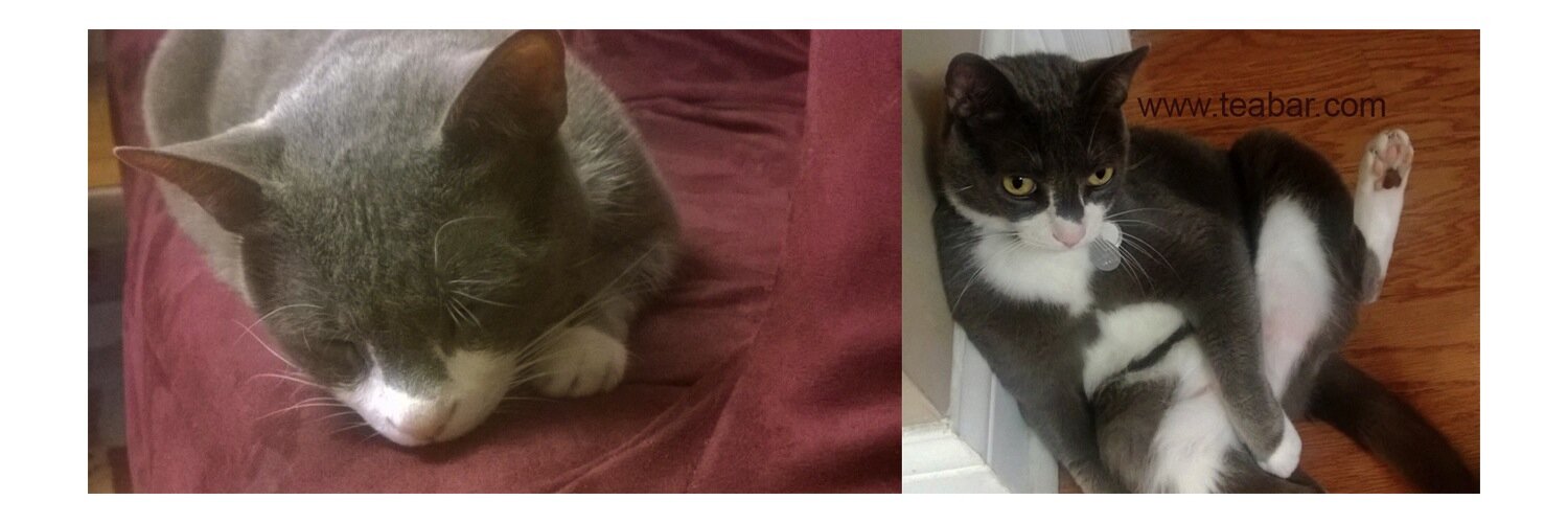 EarlGreyTeaCat's profile banner image