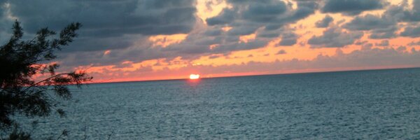 wildseed Profile Banner