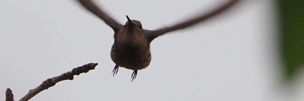 Racoonala2 Profile Banner