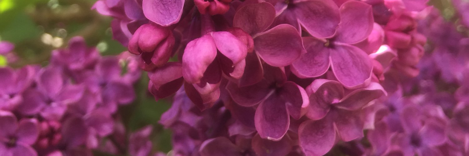 ZanelliMark's profile banner image