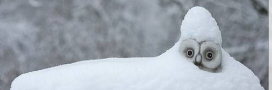 jackass_dr's profile banner image