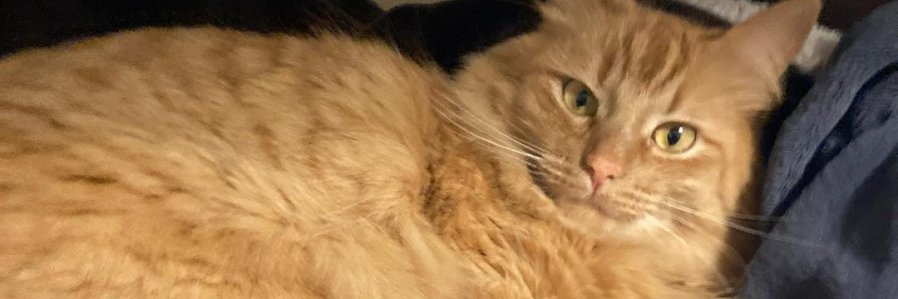 Joke | Fallout/Metal Gear Theorist banner