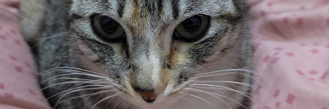 evelynlauer's profile banner image