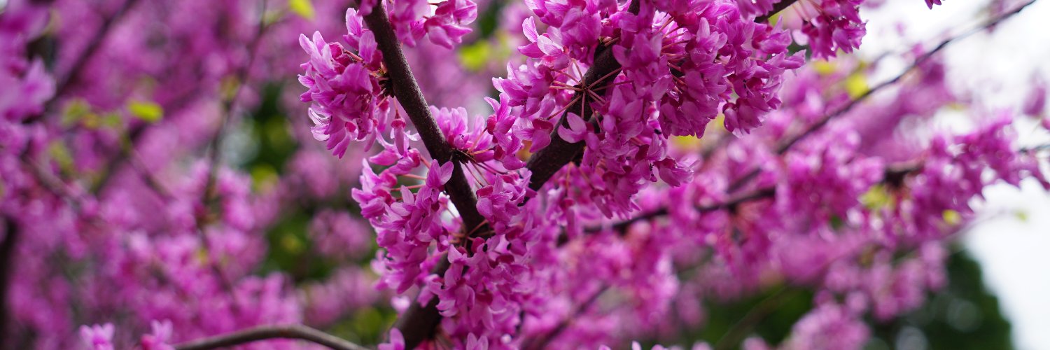 Tom Crann, MPR News banner