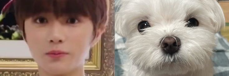 lilis banner