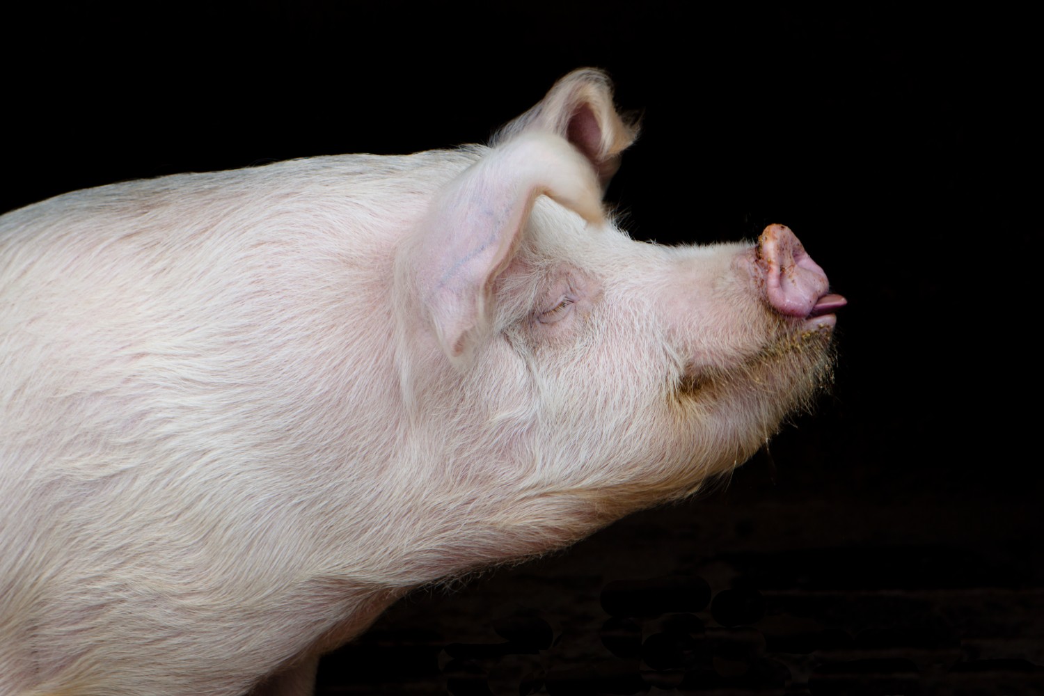 CryptO_Oink's profile banner image