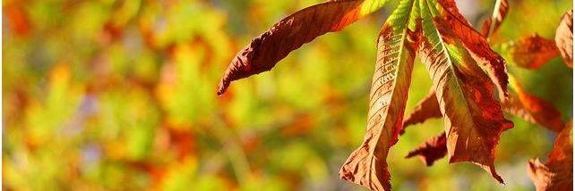 fanny21120's profile banner image
