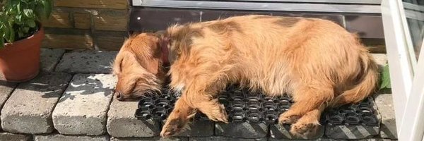 c4zcsgo Profile Banner