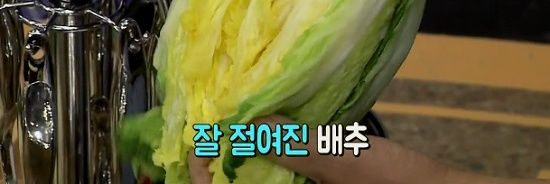 초록배추 banner