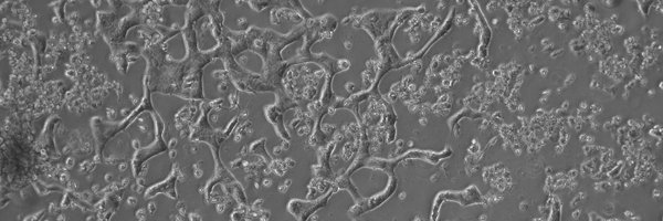 D_B_Todd Profile Banner