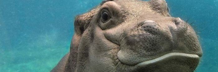LarryTheDino banner